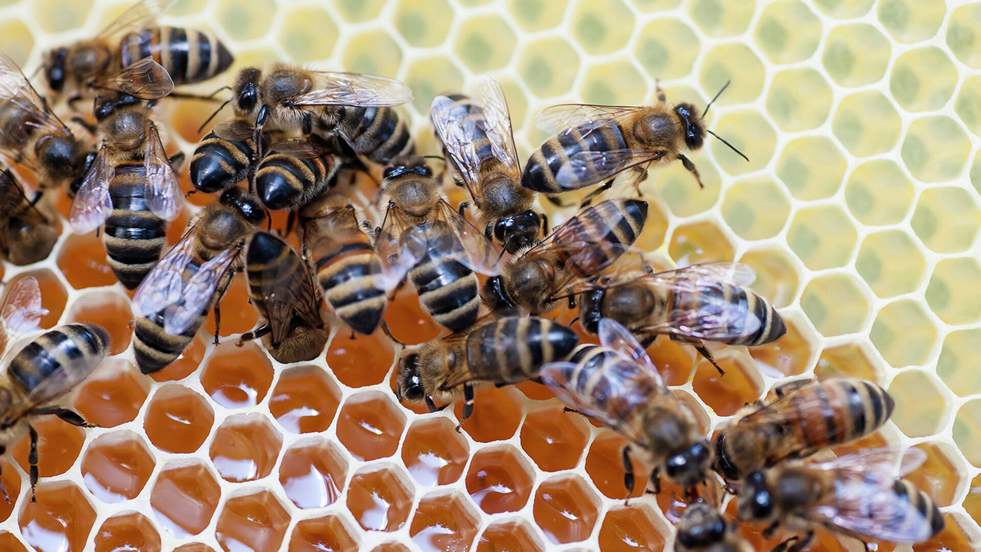 Зоолог рассказал о древних пчелах и их уникальных способностях