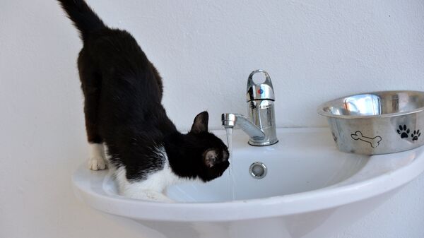 Кошка пьет воду из-под крана