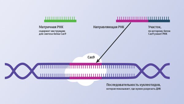 Как работает геномный редактор CRISPR-Cas9 Как работает геномный редактор CRISPR-Cas9
