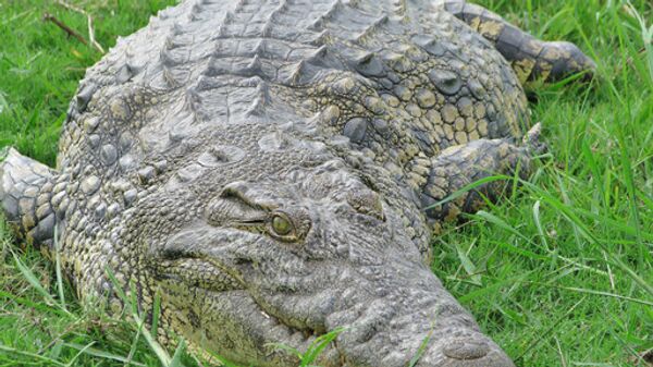 В США крупный аллигатор забрался на задний двор дома и разгромил его
