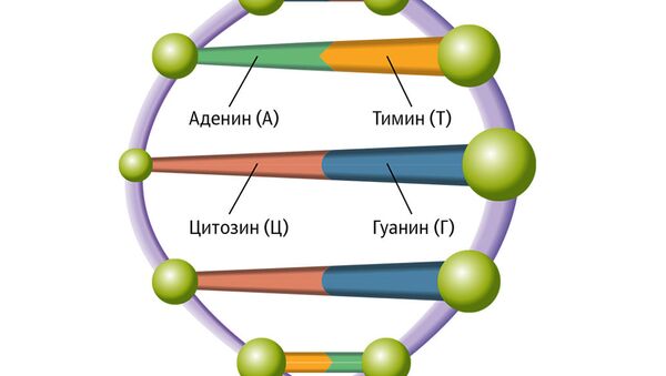 Структура ДНК Структура ДНК