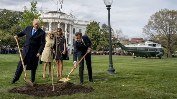 Посаженный Трампом и Макроном у Белого дома дуб умер Посаженный Трампом и Макроном у Белого дома дуб умер