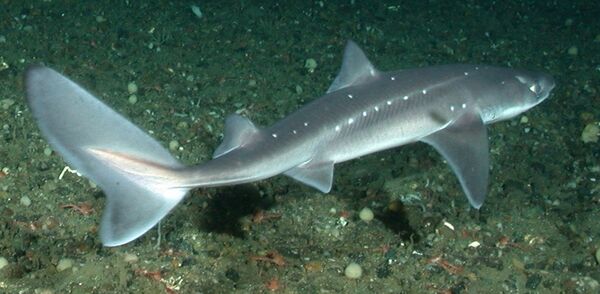 Катран (Squalus acanthias) Катран (Squalus acanthias)