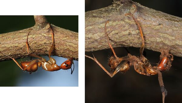Муравьи, убитые Ophiocordyceps в холодное время года Муравьи, убитые Ophiocordyceps в холодное время года