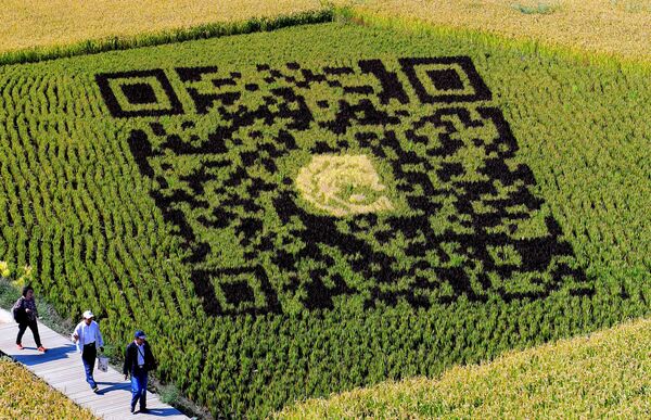 QR-код, сделанный в поле с использованием различных сортов риса QR-код, сделанный в поле с использованием различных сортов риса