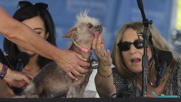 Собака на конкурсе Самая уродливая собака в мире(World's Ugliest Dog) Собака на конкурсе Самая уродливая собака в мире(World's Ugliest Dog)