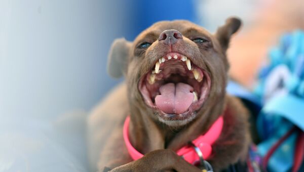 Собака на конкурсе Самая уродливая собака в мире(World's Ugliest Dog) Собака на конкурсе Самая уродливая собака в мире(World's Ugliest Dog)