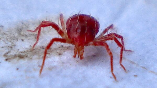 Клещ семейства Phytoseiidae Клещ семейства Phytoseiidae