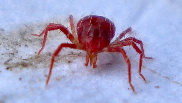 Клещ семейства Phytoseiidae Клещ семейства Phytoseiidae