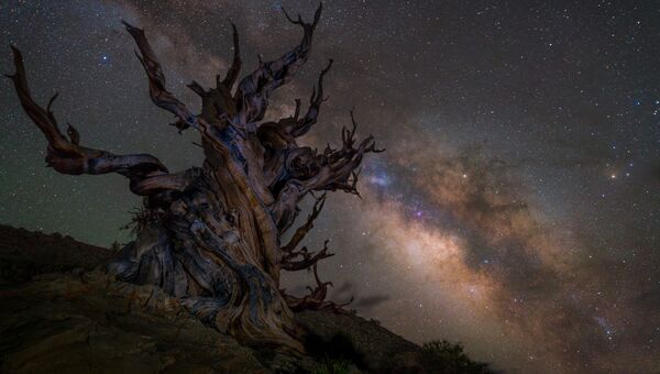 Работа фотографа Jez Hughes Guarding the galaxy, вошедшая в шорт-лист Insight Astronomy Photographer of the Year 2018 Работа фотографа Jez Hughes Guarding the galaxy, вошедшая в шорт-лист Insight Astronomy Photographer of the Year 2018