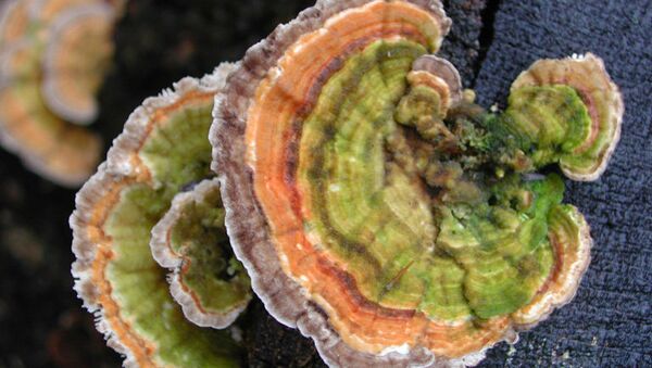 Гриб Trametes versicolor Гриб Trametes versicolor