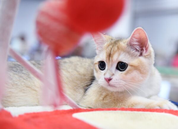 Кошка породы британская на международной выставке Жемчужное шоу кошек Кошка породы британская на международной выставке Жемчужное шоу кошек