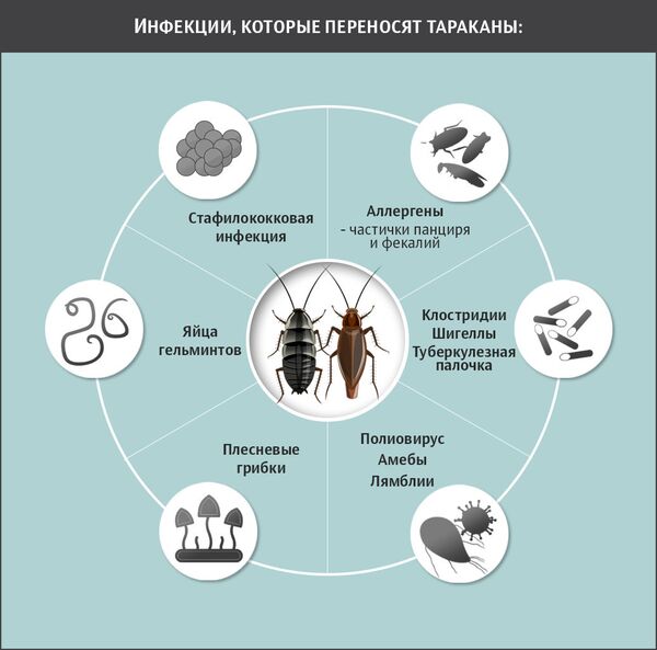 Инфекции, которые переносят тараканы Инфекции, которые переносят тараканы