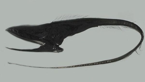 Большерот или рыба-пеликан (Eurypharynx pelecanoides). Архивное фото Большерот или рыба-пеликан (Eurypharynx pelecanoides). Архивное фото