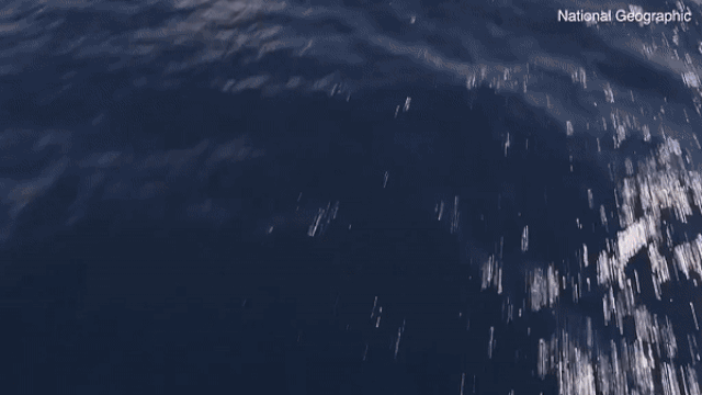 Тайна пропавшего пять лет назад Боинга MH-370 до сих пор не раскрыта 1529257706 0:0:640:360 600x0 80 0 0 0d02e05439b7e4226d1badaa9bb07d0c - Тайна пропавшего пять лет назад Боинга MH-370 до сих пор не раскрыта