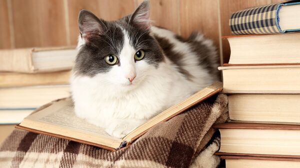 Кот с книжкой Кот с книжкой
