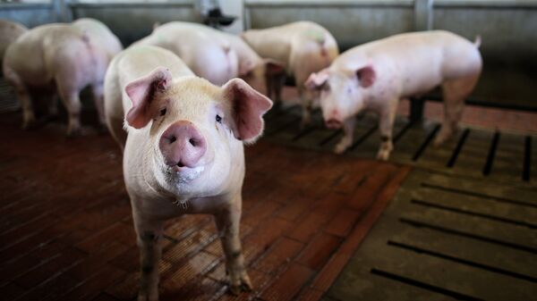 Год свинины: глобальная эпидемия оставит мир без мяса