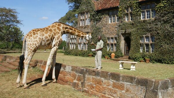 Отель Giraffe Manor в Кении Отель Giraffe Manor в Кении