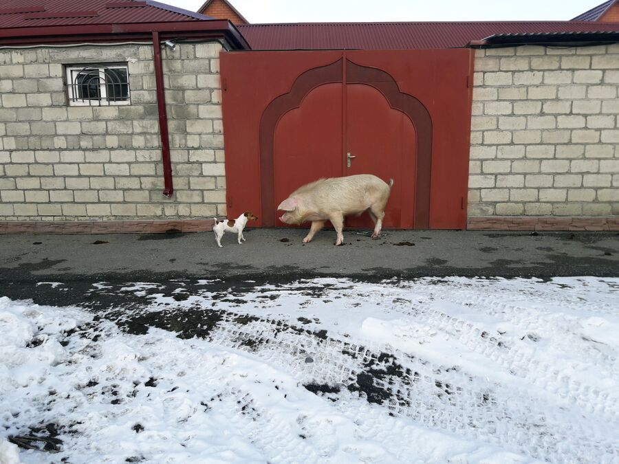 Тимон и Пумба встретились, они существуют (Осетия, Фиагдон) Тимон и Пумба встретились, они существуют (Осетия, Фиагдон)