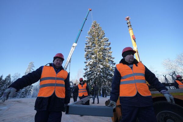 Рубка главной новогодней ели страны в Московской области Рубка главной новогодней ели страны в Московской области