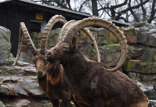 Горные бараны (архары) в Зоологическом саду Берлина (Zoologischer Garten Berlin) Горные бараны (архары) в Зоологическом саду Берлина (Zoologischer Garten Berlin)