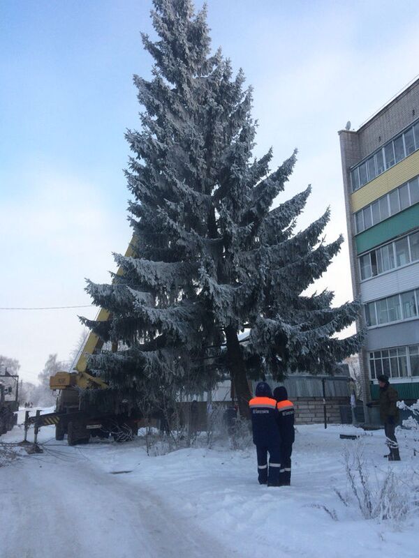 За ель в Кашине жители дома боролись несколько лет За ель в Кашине жители дома боролись несколько лет