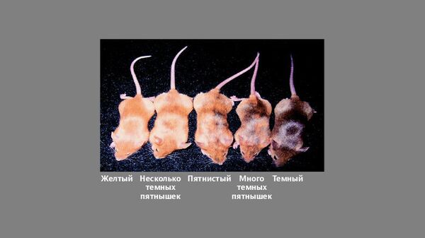 Мыши агути, поменявшие цвет благодаря эпигенетическим факторам Мыши агути, поменявшие цвет благодаря эпигенетическим факторам