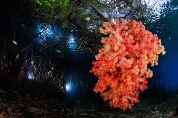 Работа победителя конкурса фотографии 2018 Ocean Art Underwater Photo Contest Работа победителя конкурса фотографии 2018 Ocean Art Underwater Photo Contest