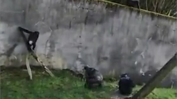 Шимпанзе убегают из зоопарка Белфаста, используя упавшую ветвь Шимпанзе убегают из зоопарка Белфаста, используя упавшую ветвь