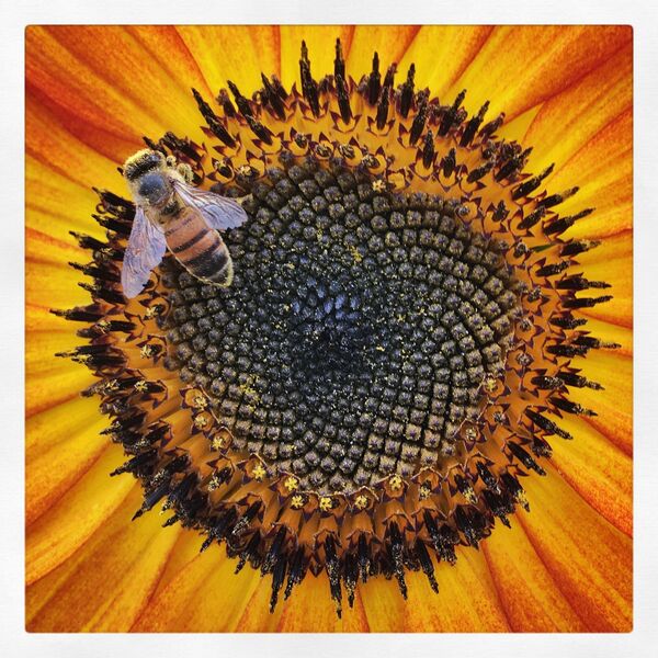 Работа фотографа Rosie Karel, занявшая первое место в категории в фотоконкурсе Mobile Photography Awards Работа фотографа Rosie Karel, занявшая первое место в категории в фотоконкурсе Mobile Photography Awards