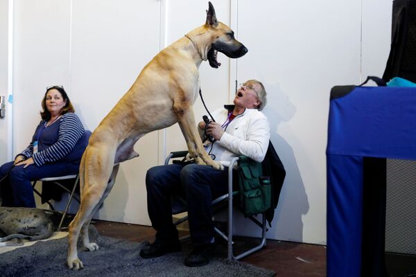 Немецкий дог зевает на коленях у Дона Смита на выставке собак Westminster Kennel Club dog show в Нью-Йорке, США Немецкий дог зевает на коленях у Дона Смита на выставке собак Westminster Kennel Club dog show в Нью-Йорке, США