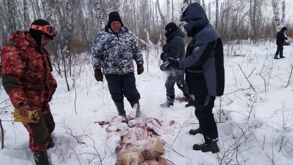 Разделанные туши косуль в Благоварском районе Республики Башкортостан Разделанные туши косуль в Благоварском районе Республики Башкортостан