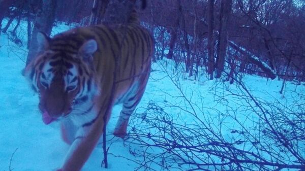 Амурский тигр Амурский тигр