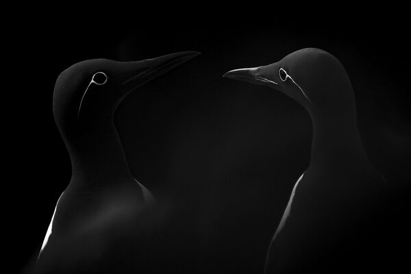 Manuel Enrique Gonzalez Carmona. Первое место национальной номинации фотоконкурса Sony World Photography Awards 2019 Manuel Enrique Gonzalez Carmona. Первое место национальной номинации фотоконкурса Sony World Photography Awards 2019