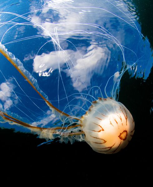 Malcolm Nimmo. Underwater Photographer of the Year 2019 Malcolm Nimmo. Underwater Photographer of the Year 2019