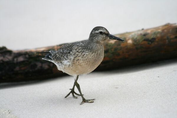 Исландский песочник (Calidris canutus) Исландский песочник (Calidris canutus)