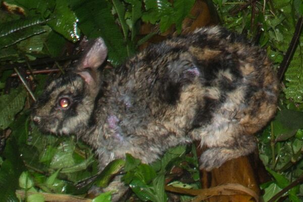 Аннамский полосатый кролик (Nesolagus timminsi) Аннамский полосатый кролик (Nesolagus timminsi)