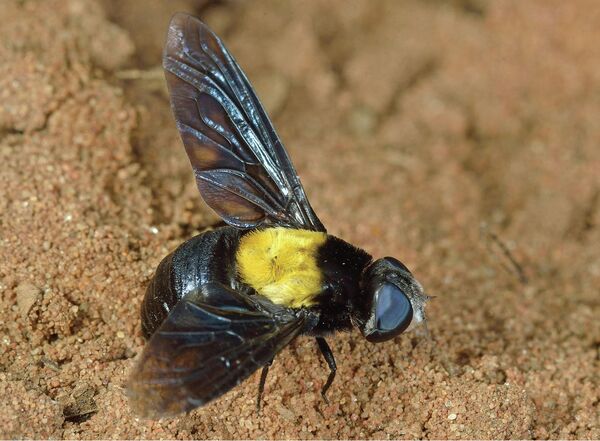 Marleyimyia xylocopae Marleyimyia xylocopae