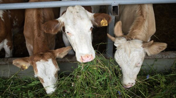 В колхозе в Пермском крае скот погиб от неизвестного вируса