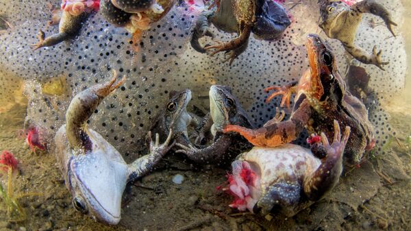 Harvesting Frogs’ Legs фотографа Bence Máté, занявшего первое место в категории NATURE - SINGLES в фотоконкурсе World Press Photo 2019 Harvesting Frogs’ Legs фотографа Bence Máté, занявшего первое место в категории NATURE - SINGLES в фотоконкурсе World Press Photo 2019