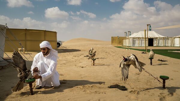 Falcons and the Arab Influence фотографа Brent Stirton, занявшего первое место в категории NATURE - STORIES в фотоконкурсе World Press Photo 2019 Falcons and the Arab Influence фотографа Brent Stirton, занявшего первое место в категории NATURE - STORIES в фотоконкурсе World Press Photo 2019