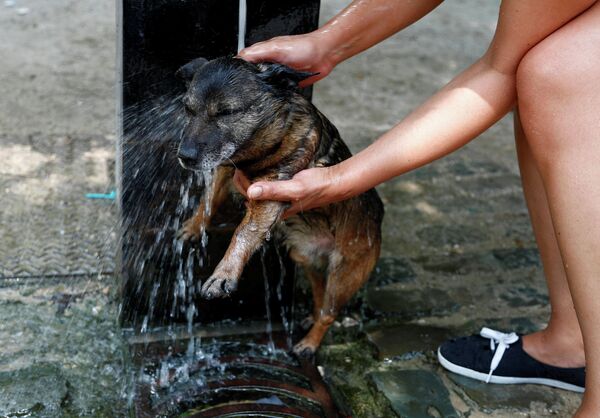 Женщина купает собаку в фонтане в Брюсселе, Бельгия
