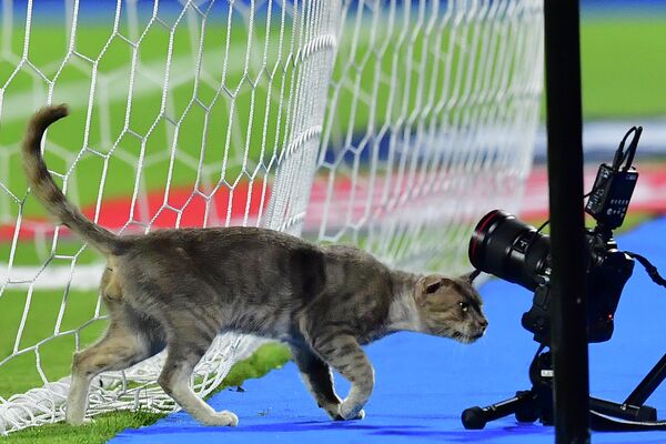Кот обнюхивает фотоаппарат перед матчем между командами Ганы и Туниса за Кубок африканских наций 2019 в Египте. 8 июля 2019 года Кот обнюхивает фотоаппарат перед матчем между командами Ганы и Туниса за Кубок африканских наций 2019 в Египте. 8 июля 2019 года