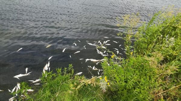 На месте массовой гибели рыбы на озере в селе Толбазы Аургазинского района Башкирии