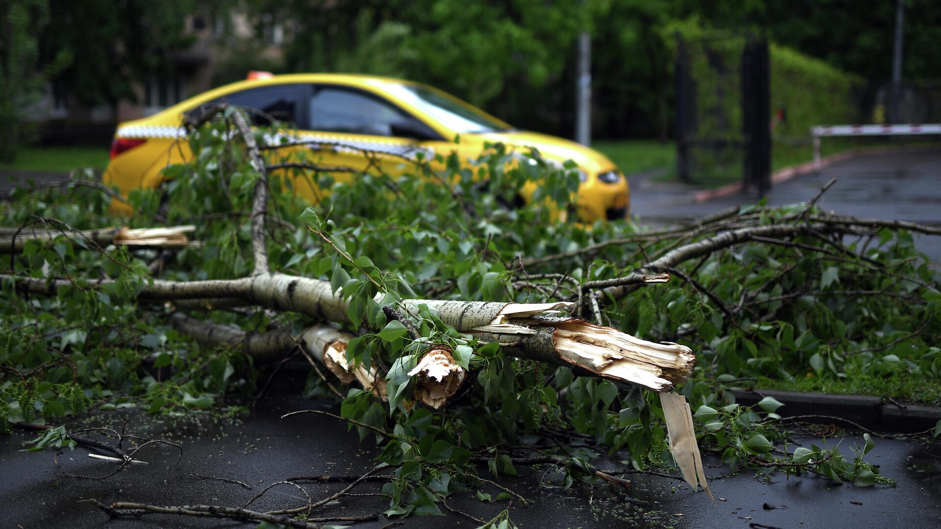 В Москве сильный ветер повалил пять деревьев