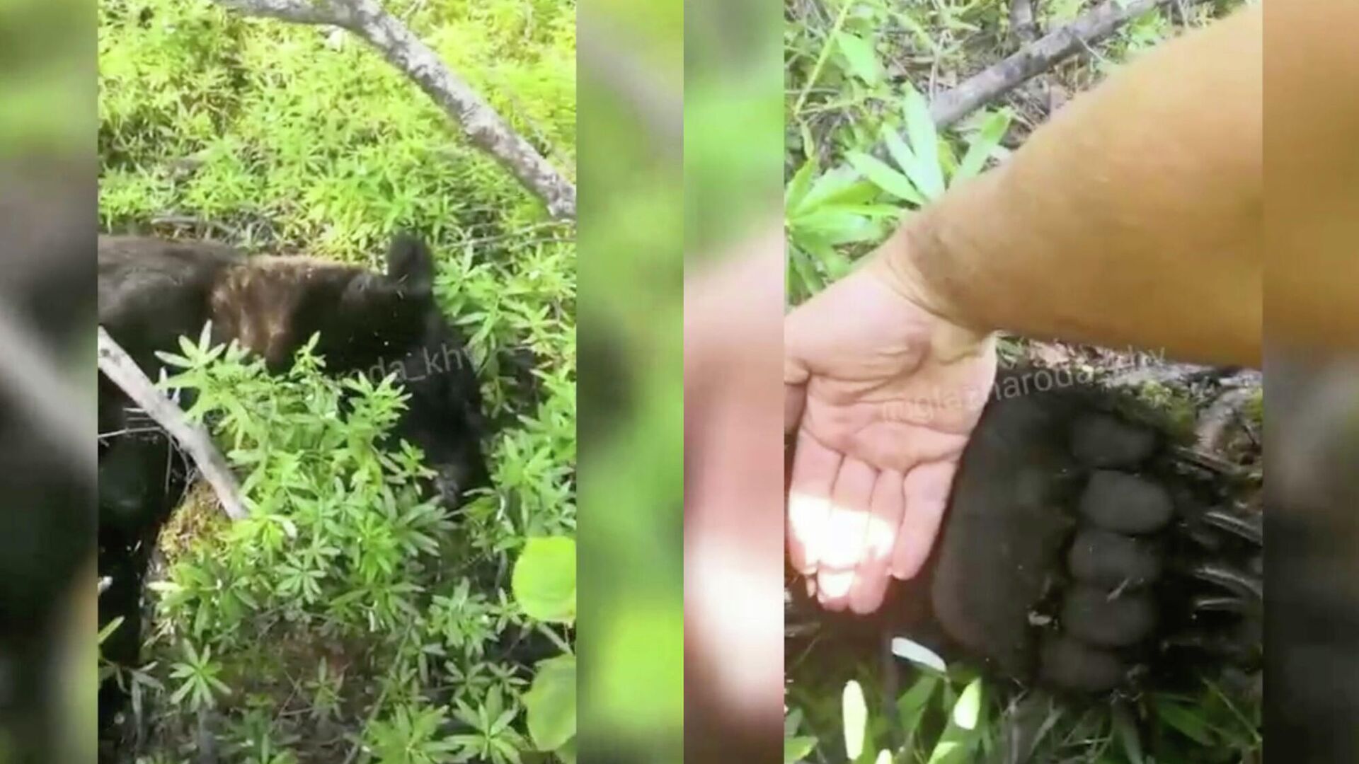 Инспекторы застрелили медведя, убившего подростка в парке "Ергаки"
