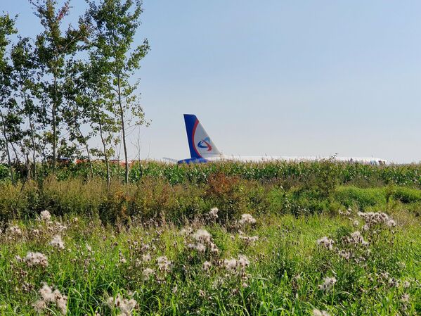 Самолет Airbus А-321 авиакомпании Уральские авиалинии после вынужденной посадки в Жуковском Самолет Airbus А-321 авиакомпании Уральские авиалинии после вынужденной посадки в Жуковском