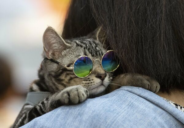 Хозяйка несет кота в солнцезащитных очках на выставке Pet Expo Championship в Бангкоке Хозяйка несет кота в солнцезащитных очках на выставке Pet Expo Championship в Бангкоке