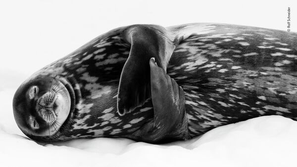 Ralf Schneider. Работа участника конкурса Wildlife Photographer of the Year 2019 Ralf Schneider. Работа участника конкурса Wildlife Photographer of the Year 2019