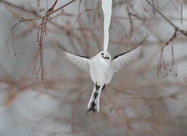Diana Rebman. Работа участника конкурса Wildlife Photographer of the Year 2019 Diana Rebman. Работа участника конкурса Wildlife Photographer of the Year 2019